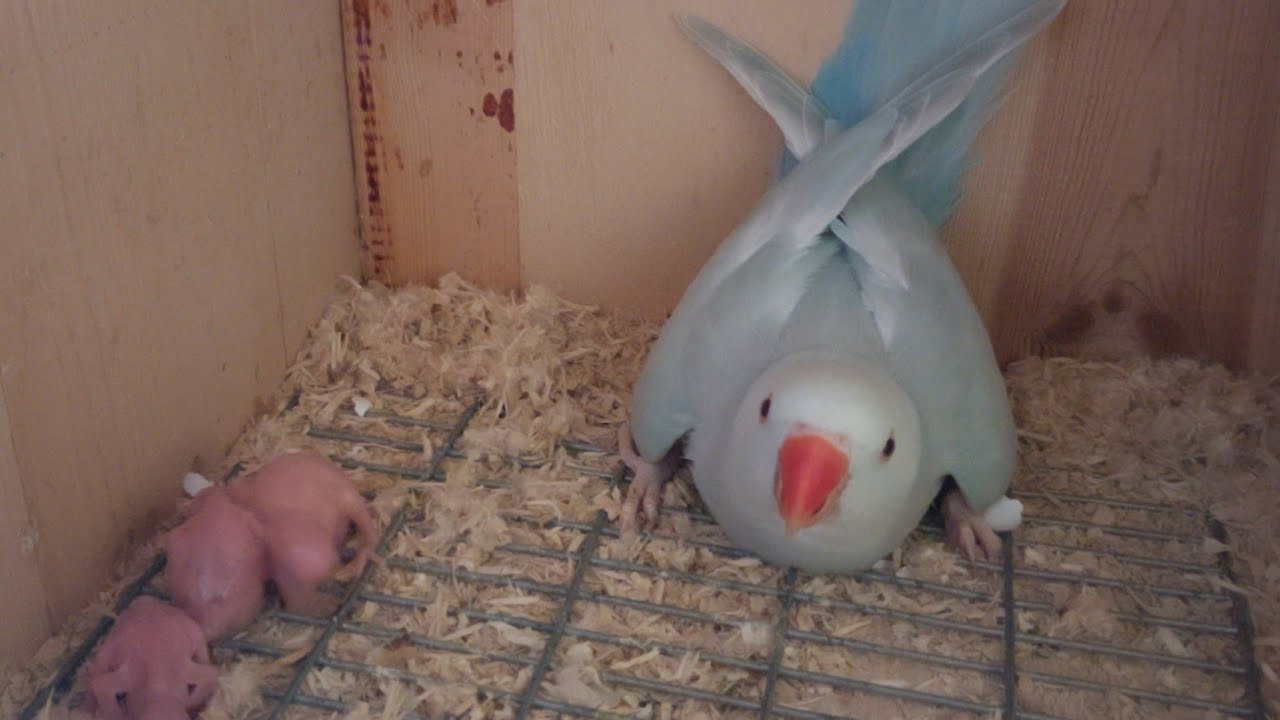 PAGPAPARAMI NANG INDIAN RINGNECK PARROT