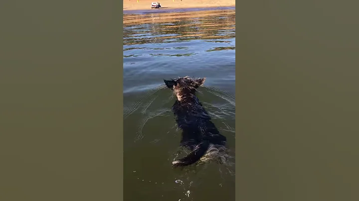 Dog swimming in lake