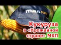 Кукуруза в «Урожайной стране» МХП