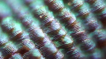 WeMacro focus stacking rail test