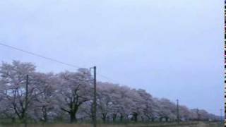 ２０１０年４月２２日　『カシオペア』　EF81 79，『北斗星』　EF81 95