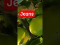 Jeans #yt #motivation #ayurved #ayurved #rajivdixit  @TheBHARATSWABHIMAN @bba.rajivdixit