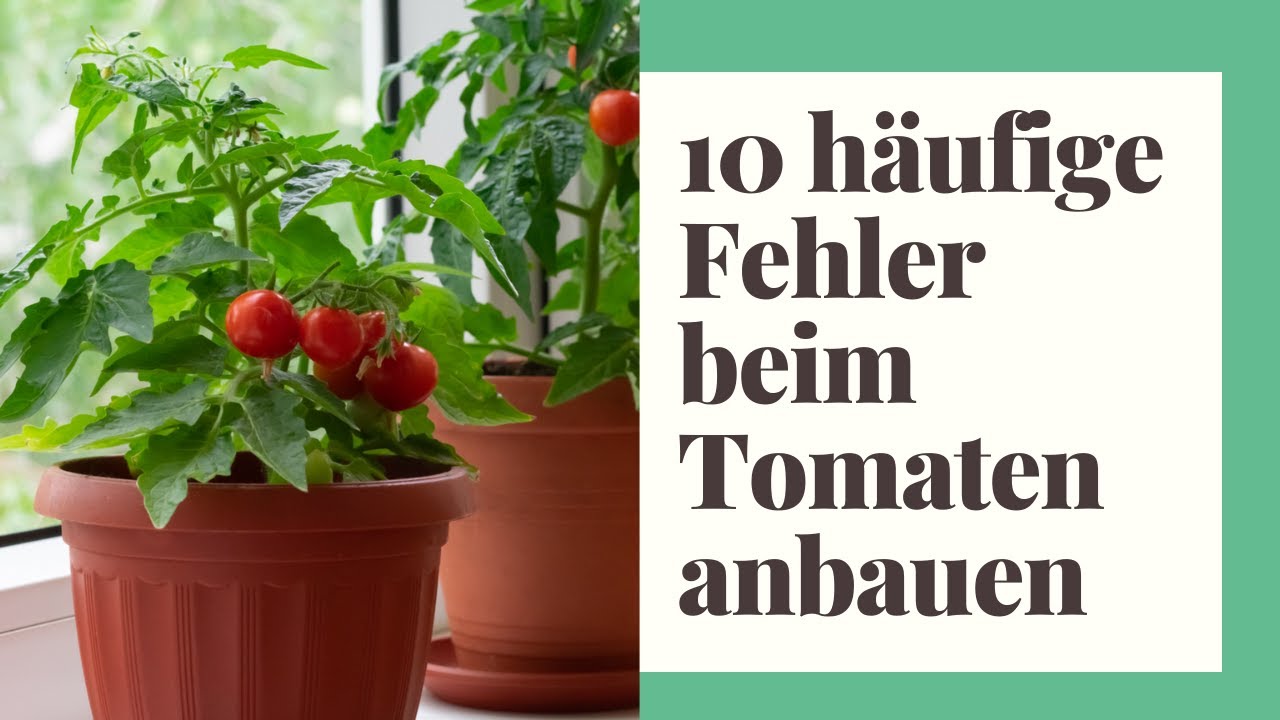 Tomaten hochbinden Tomaten anbinden Rankhilfe für Tomaten