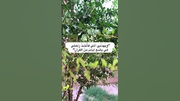 #القرآن_الكريم #الصلاة #تلاوة_خاشعة #ياسر_الدوسري #ماهر_المعيقلي #اكسبلور