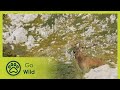 The Wolf Pack is Back - Wild Italy Top Predators 1/6 - Go Wild