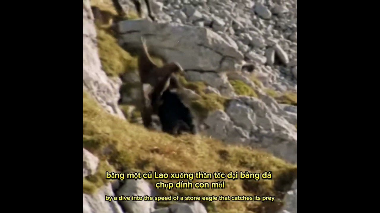 Cú săn mồi siêu phẩm 