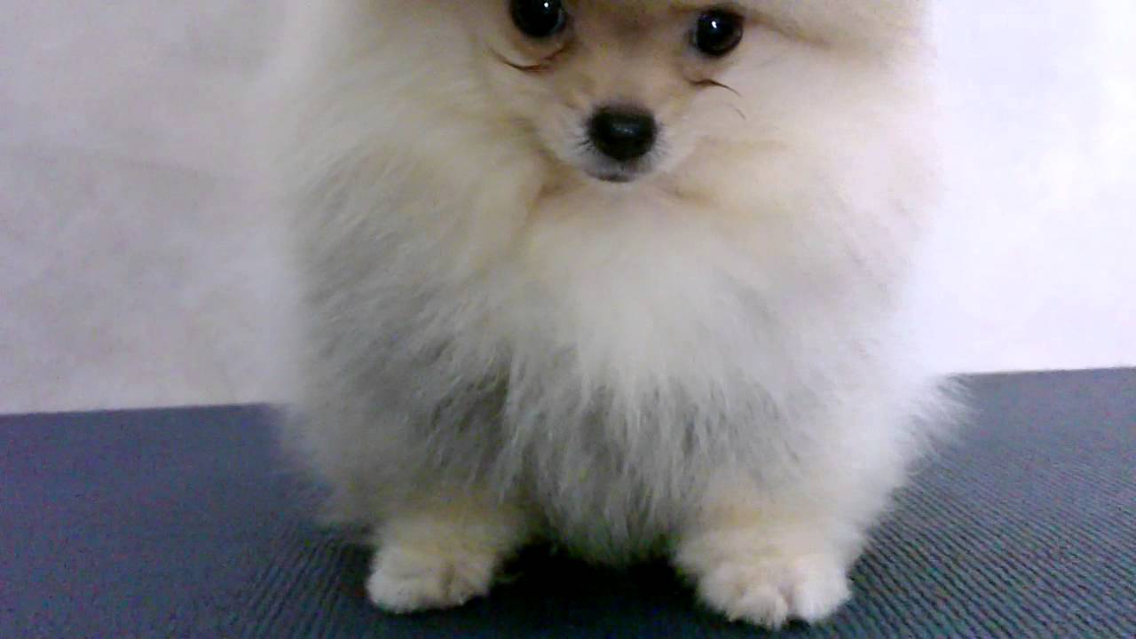 4 month old pomeranian