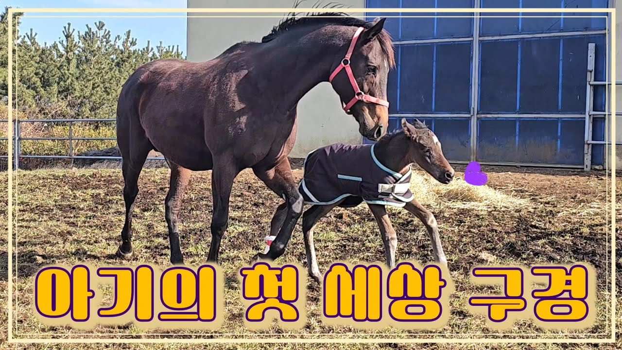 망아지의 탄생💜 처음 마방 밖으로 나간 날. 찬바람 쌩쌩 불어도 엄마가 있으니 무섭지 않다