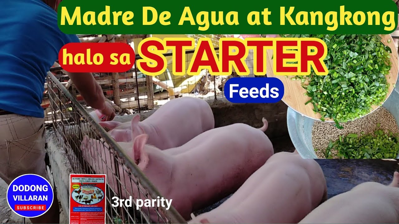MADRE DE AGUA at KANGKONG HALO SA STARTER FEEDS / 3rd parity / Dodong Villaran