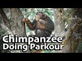 Chimpanzee Does Parkour and Explores | Myrtle Beach Safari