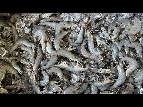 I Found the MOTHER LOAD of Shrimp in a ROADSIDE DITCH (Catch and Cook)