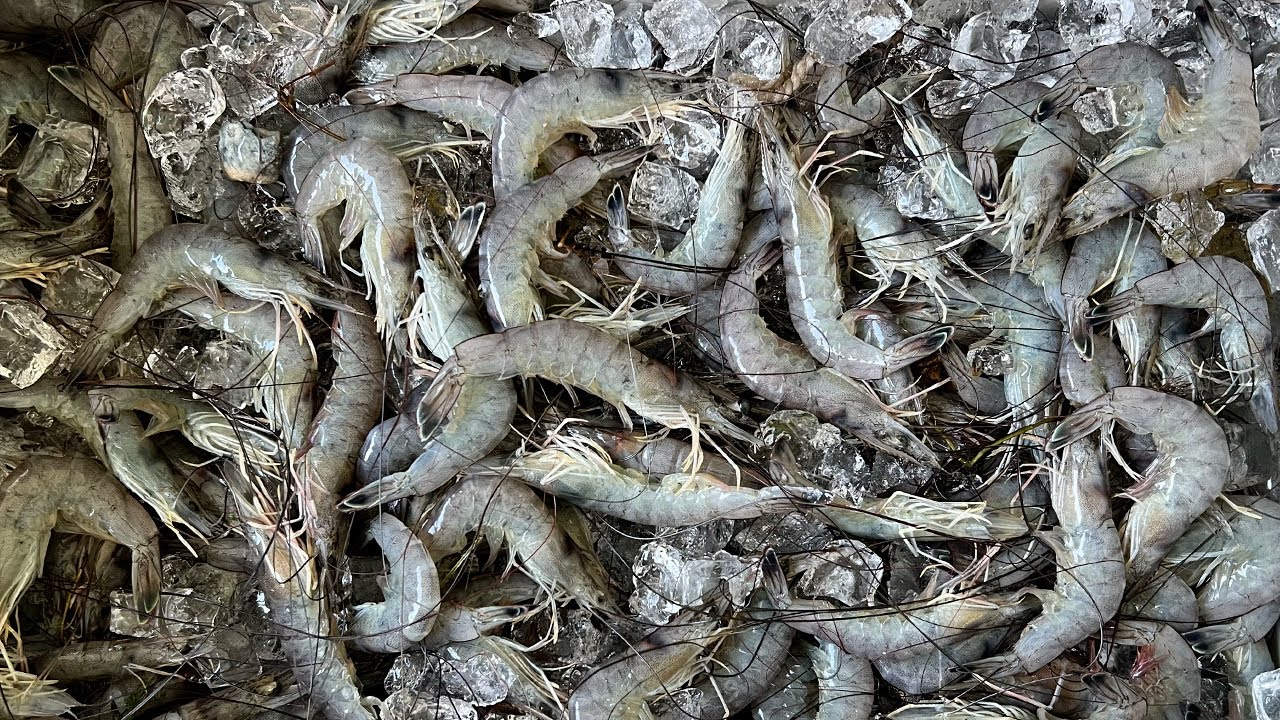 I Found the MOTHER LOAD of Shrimp in a ROADSIDE DITCH (Catch and Cook)
