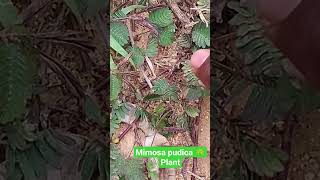 Mimosa pudica plant sensitive touch & fell plant #plants