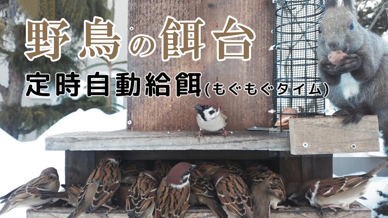 (休止中)【エゾリスと野鳥の餌台】 定時自動給餌 シジュウカラ・ゴジュウカラ・ハシブトガラ・スズメ Automatic Bird Feeder 2026/03/09