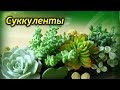 Как ухаживать за суккулентами! Частые ошибки новичков!