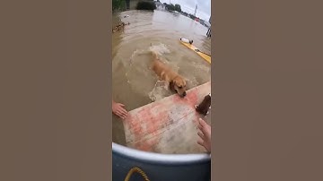 Rescue Boat Moment: Mother Dog Swims Through Flood to Save Her Puppies 🇺🇸🐶🌊