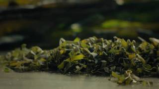 Faroe Islands seaweed