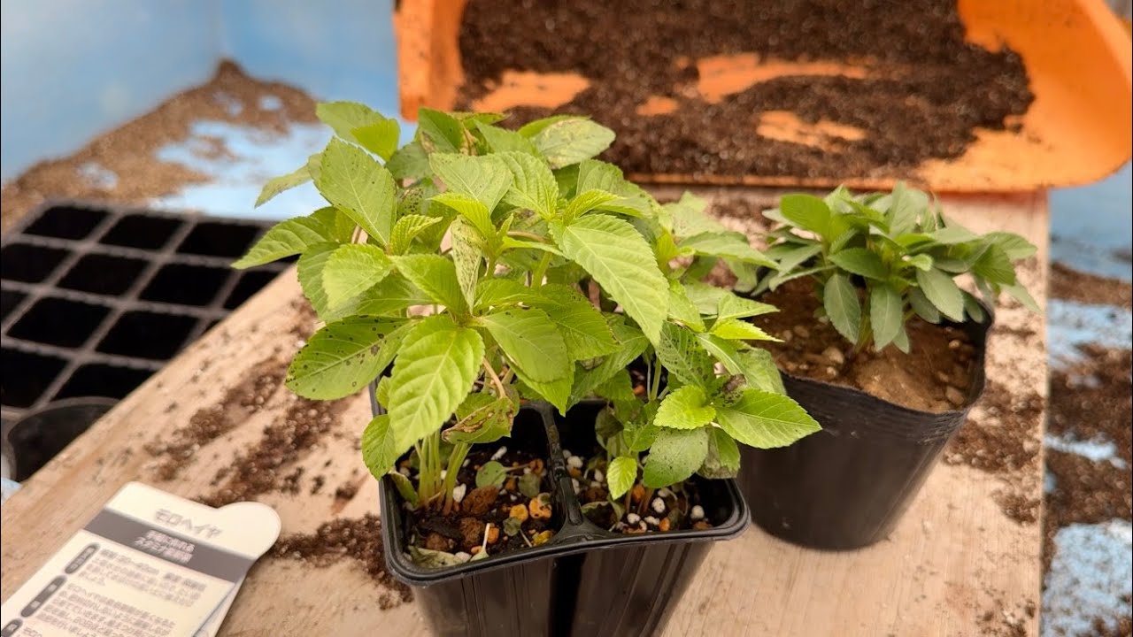 【モロヘイヤの育て方】モロヘイヤ栽培で注意すること！コレ知らないと危険です！（種まきと畑に植える育て方のコツ）【塚原農園直伝】25/5/11