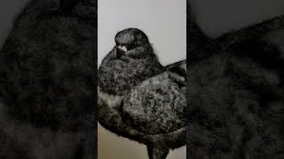 'Bird watching' when your art keeps looking back at you. #wooldrawing #fancypigeon #modenapigeon