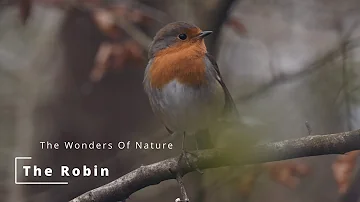 The Robin Documentary