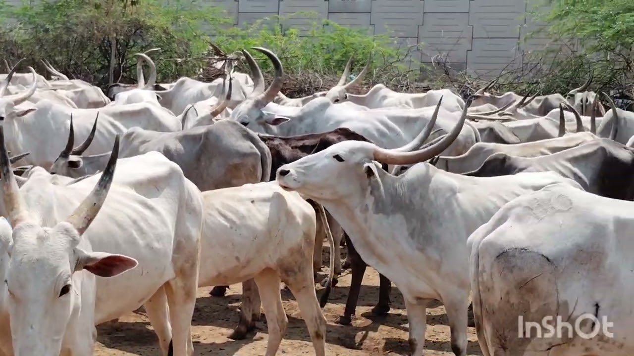 16 April 2025 ದೇವತಾ ಹಸು ಚಳ್ಳಕೆರೆ#/ಜಗಳೂರು ಅಜ್ಜಯ್ಯನ ಗುಡಿ
