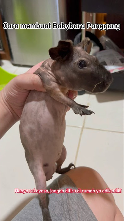 Cara membuat Babybara #animal #funny #capybara