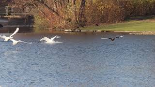Soft landing and majestic flight Rheinaue Bonn #swan #Rheinaue screenshot 3