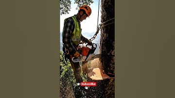 felling the tallest tree using a chinsaw machine #chainsaw #chainsawwork