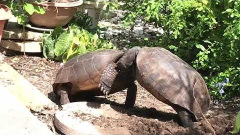 Two male gopher tortoise fighting-Aug 2020