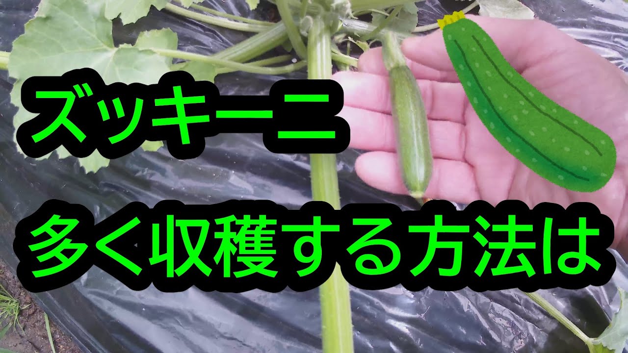 ズッキーニを多く収穫する方法は 楽しい家庭菜園 Youtube