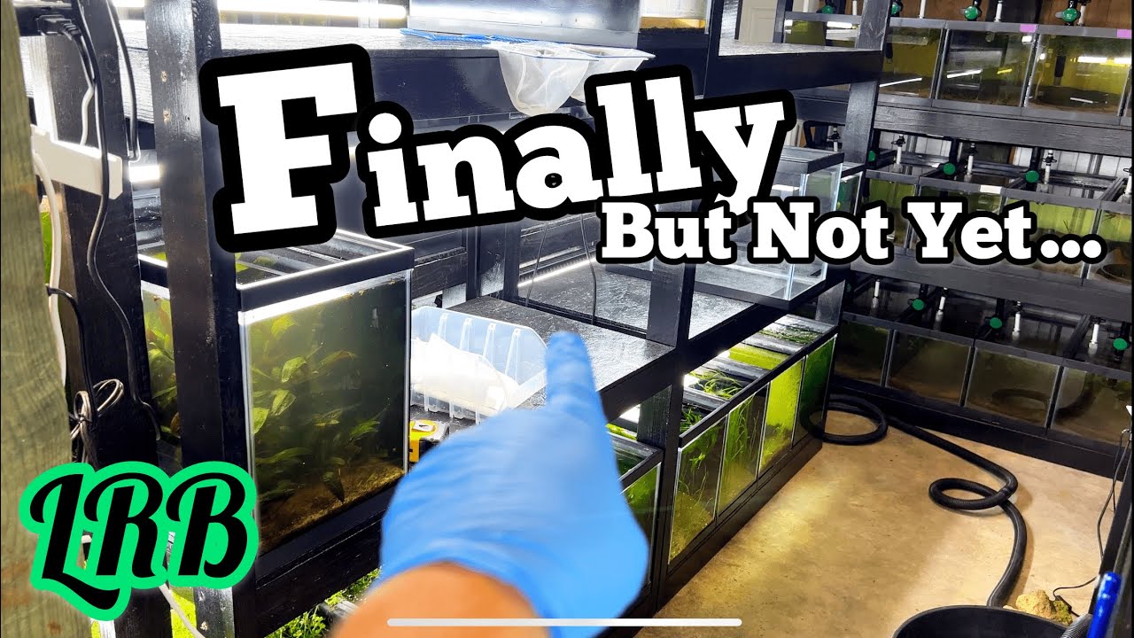 Finally Last Oddball Fish Tanks Out and Rainbowfish Aquarium Rack