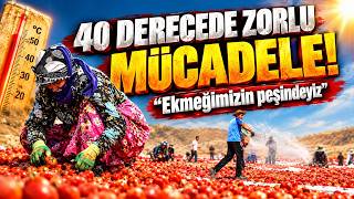 Kavurucu Sıcağa İnat Üretiyorlar: Elazığda 40 Derecede Kesintisiz Hasat