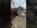 Spend a minute with Bruno with no trending audio #horse #minihorse #miniaturehorse #pony