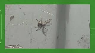 Spider Control|Springfield Ohio Pest Control