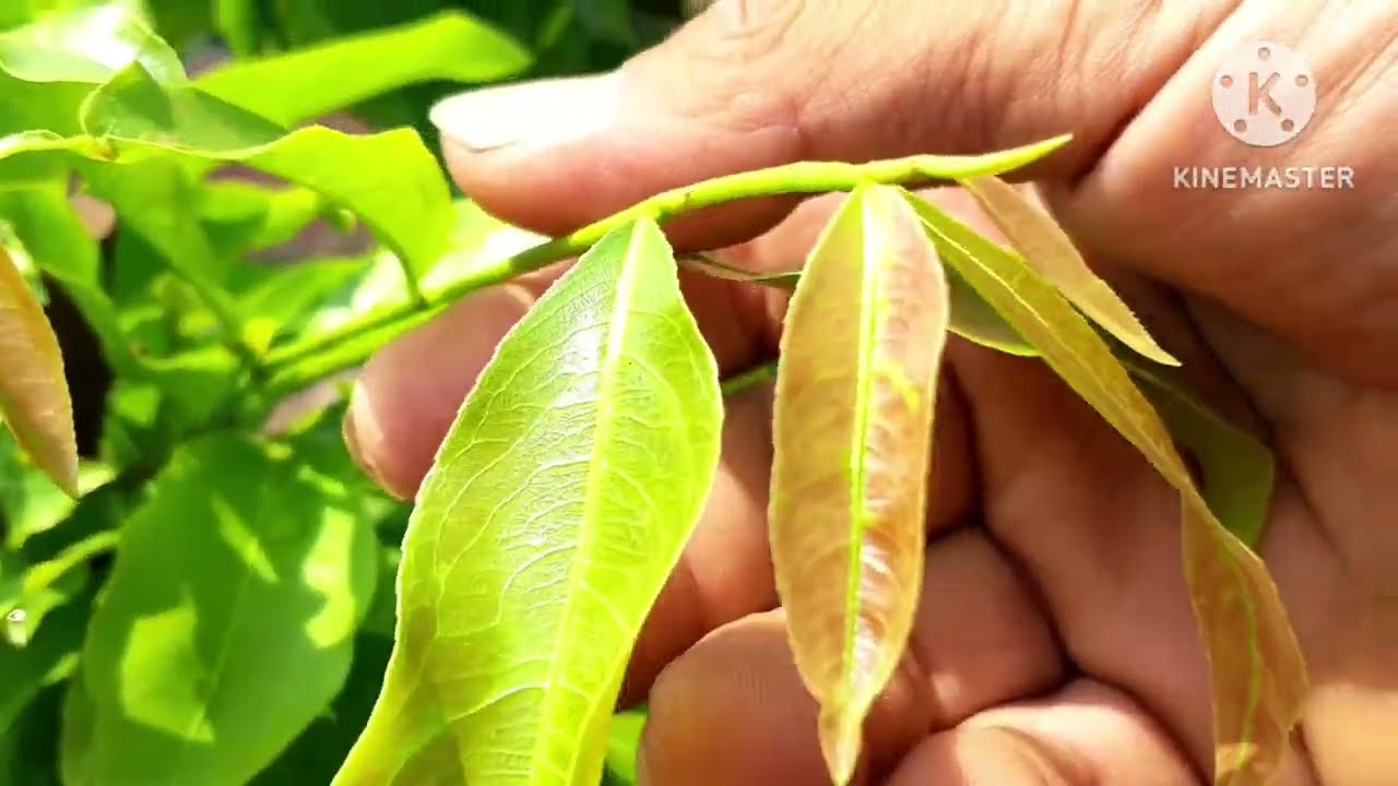 @ 27/2 AL khi nào thích hợp tỉa chồi bấm đọt cho cây mai.