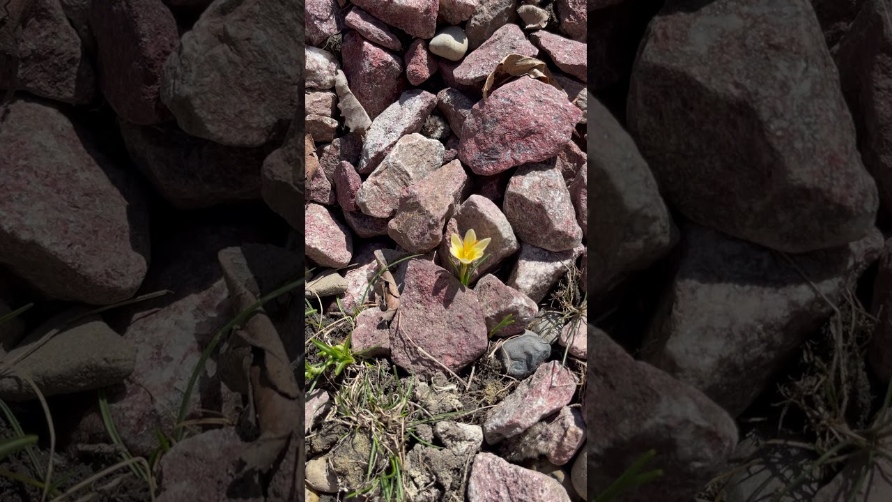 Уже цветут крокусы. Crocuses blooming. 