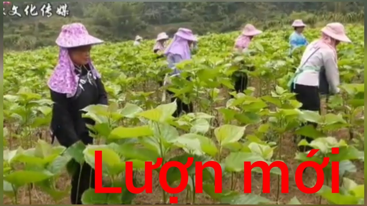 Lượn mới kể về nghề nuôi tằm rất ý nghĩa 👍💯01