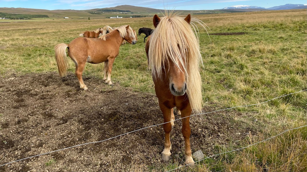 Colourful, curious and friendly Icelandic horses YouTube