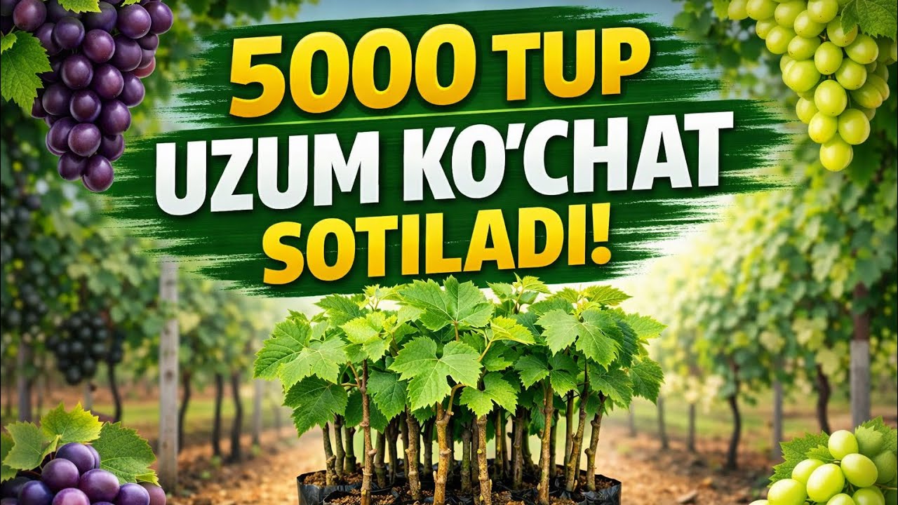 💯%DEXQON, 5000 TUP  UZUM KUCHATLAR SOTILADI. Dastafka kelishiladi 