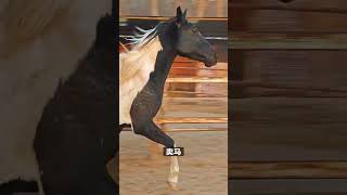 7-Year-Old American Saddle Horse: A Perfect Size Discovery