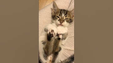 A Heavy Night On The Catnip 😂