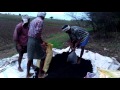 Miliya Dubia Plantation Part-4.mp4