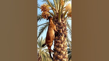 High Climbers: Goats Harvesting Palm FruitsUnreal! Goats Balancing on Palm Trees #ai #new #animals