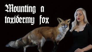 Mounting a taxidermy red fox at home
