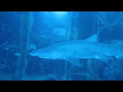 the 'shark room'