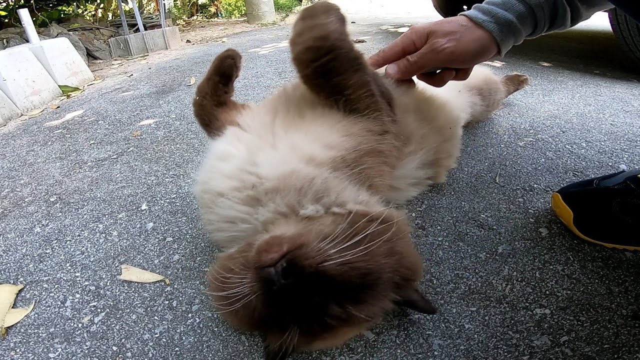 タヌキみたいな猫をナデナデしたら喜んでゴロンゴロン転がった Youtube