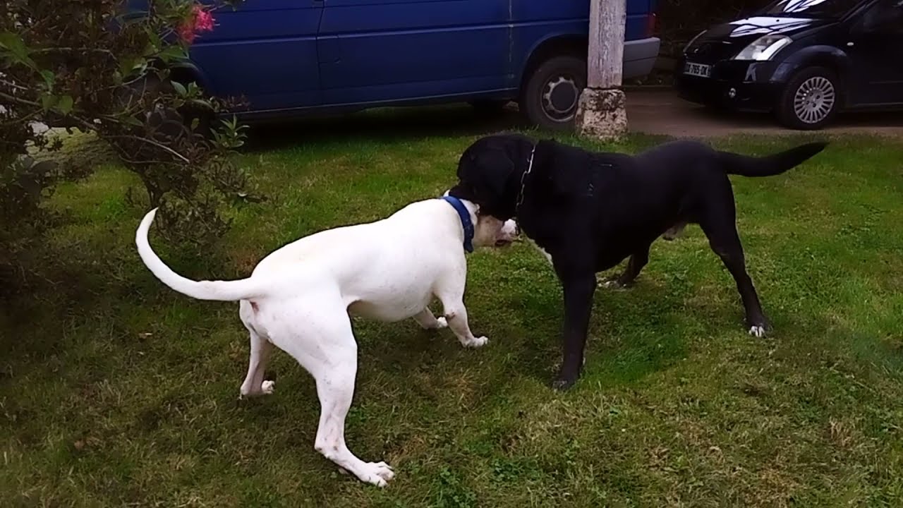 Cane Corso Vs Dogue Argentin