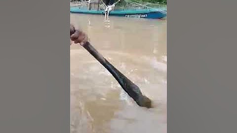 @d_way proses penangkapan buaya yang tersangkut di jaring nelayan