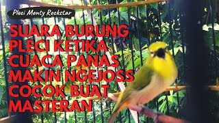 suara burung pleci mania bongkar muatan