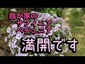 【ようやく満開のお花】あふれ咲ペチュニア、お庭の模様替え